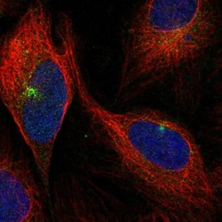 Invitrogen PEAR1 Polyclonal Antibody 100 &mu;L; Unconjugated:Antibodies,