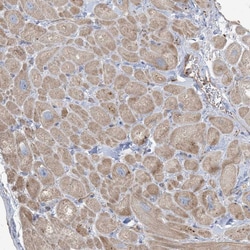 Invitrogen PEAR1 Polyclonal Antibody 100 &mu;L; Unconjugated:Antibodies,