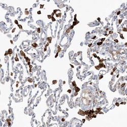 Invitrogen PEAR1 Polyclonal Antibody 100 &mu;L; Unconjugated:Antibodies,