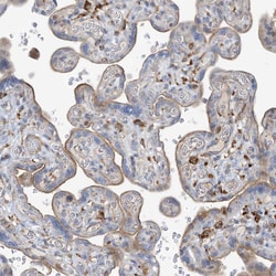 Invitrogen PEAR1 Polyclonal Antibody 100 &mu;L; Unconjugated:Antibodies,
