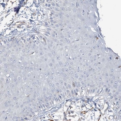 Invitrogen PEAR1 Polyclonal Antibody 100 &mu;L; Unconjugated:Antibodies,