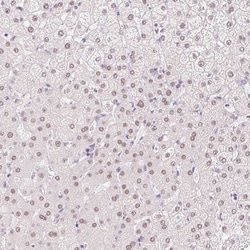 Invitrogen HNF1A Polyclonal Antibody 100 &mu;L; Unconjugated:Antibodies,