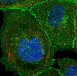 Invitrogen ASCT2 Polyclonal Antibody 100 &mu;L; Unconjugated:Antibodies,