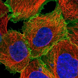 Invitrogen ASCT2 Polyclonal Antibody 100 &mu;L; Unconjugated:Antibodies,