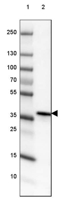 Invitrogen DPPA4 Polyclonal Antibody 100 &mu;L | Buy Online | Invitrogen&trade; | Fisher Scientific
