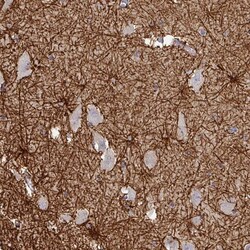 Invitrogen Thimet Oligopeptidase Polyclonal Antibody 100 &mu;L; Unconjugated:Antibodies,