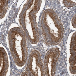 Invitrogen STAM2 Polyclonal Antibody 100 &mu;L; Unconjugated:Antibodies,