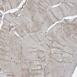 Invitrogen STAM2 Polyclonal Antibody 100 &mu;L; Unconjugated:Antibodies,