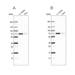Invitrogen STAM2 Polyclonal Antibody 100 &mu;L; Unconjugated:Antibodies,