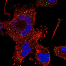 Invitrogen HFM1 Polyclonal Antibody 100 &mu;L; Unconjugated:Antibodies,