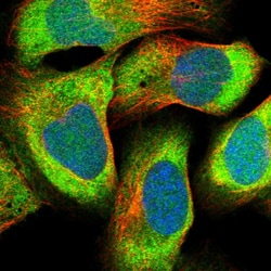 Invitrogen EDF1 Polyclonal Antibody 100 &mu;L; Unconjugated:Antibodies,