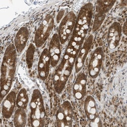 Invitrogen EDF1 Polyclonal Antibody 100 &mu;L; Unconjugated:Antibodies,