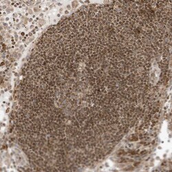 Invitrogen EDF1 Polyclonal Antibody 100 &mu;L; Unconjugated:Antibodies,