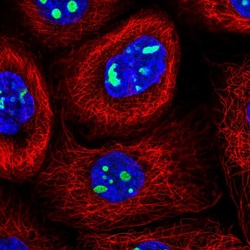 Invitrogen NIFK Polyclonal Antibody 100 &mu;L; Unconjugated:Antibodies,