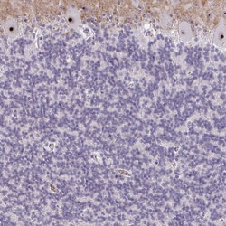 Invitrogen NIFK Polyclonal Antibody 100 &mu;L; Unconjugated:Antibodies,