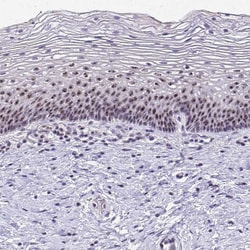Invitrogen NIFK Polyclonal Antibody 100 &mu;L; Unconjugated:Antibodies,
