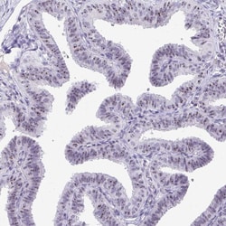 Invitrogen NIFK Polyclonal Antibody 100 &mu;L; Unconjugated:Antibodies,