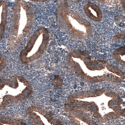 Invitrogen GTPBP9 Polyclonal Antibody 100 &mu;L | Buy Online | Invitrogen&trade; | Fisher Scientific