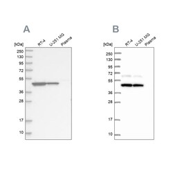 Invitrogen GTPBP9 Polyclonal Antibody 100 &mu;L | Buy Online | Invitrogen&trade; | Fisher Scientific