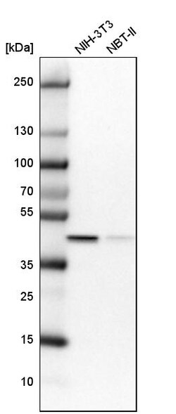 Invitrogen GTPBP9 Polyclonal Antibody 100 &mu;L | Buy Online | Invitrogen&trade; | Fisher Scientific