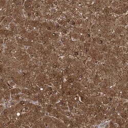 Invitrogen SLU7 Polyclonal Antibody 100 &mu;L; Unconjugated:Antibodies,