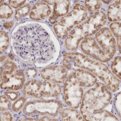 Invitrogen DCUN1D1 Polyclonal Antibody 100 &mu;L; Unconjugated:Antibodies,