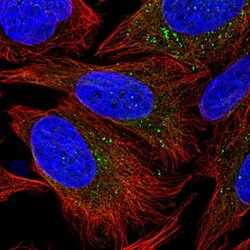 Invitrogen PIK3R4 Polyclonal Antibody 100 &mu;L; Unconjugated:Antibodies,