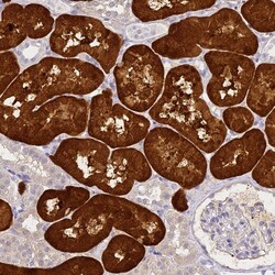 Invitrogen Aminoacylase Polyclonal Antibody 100 &mu;L; Unconjugated:Antibodies,