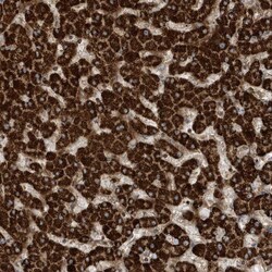 Invitrogen SENP8 Polyclonal Antibody 100 &mu;L; Unconjugated:Antibodies,