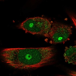 Invitrogen GNL3L Polyclonal Antibody 100 &mu;L; Unconjugated:Antibodies,