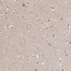 Invitrogen GNL3L Polyclonal Antibody 100 &mu;L; Unconjugated:Antibodies,