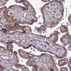 Invitrogen CD104 Polyclonal Antibody 100 &mu;L; Unconjugated:Antibodies,