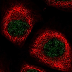Invitrogen NPEPL1 Polyclonal Antibody 100 &mu;L; Unconjugated:Antibodies,