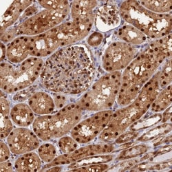 Invitrogen NPEPL1 Polyclonal Antibody 100 &mu;L; Unconjugated:Antibodies,