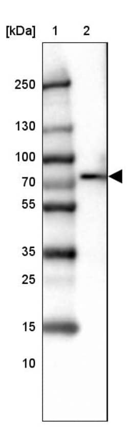 Invitrogen SLP76 Polyclonal Antibody 100 &mu;L | Buy Online | Invitrogen&trade; | Fisher Scientific