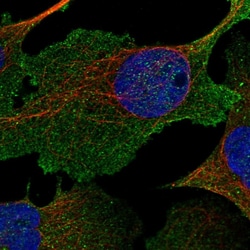 Invitrogen NHE3 Polyclonal Antibody 100 &mu;L; Unconjugated:Antibodies,