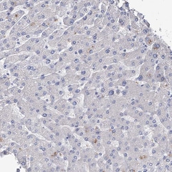 Invitrogen NHE3 Polyclonal Antibody 100 &mu;L; Unconjugated:Antibodies,