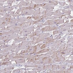 Invitrogen HOMER1 Polyclonal Antibody 100 &mu;L; Unconjugated:Antibodies,