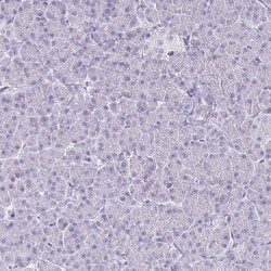 Invitrogen HOMER1 Polyclonal Antibody 100 &mu;L; Unconjugated:Antibodies,