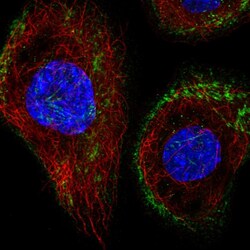 Invitrogen Septin-8 Polyclonal Antibody 100 &mu;L; Unconjugated:Antibodies,