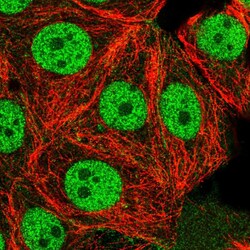 Invitrogen USF1 Polyclonal Antibody 100 &mu;L; Unconjugated:Antibodies,