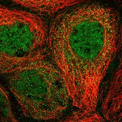 Invitrogen CUEDC2 Polyclonal Antibody 100 &mu;L; Unconjugated:Antibodies,