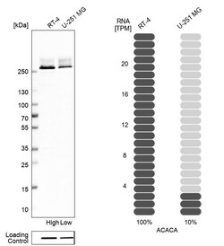 Invitrogen Acetyl-CoA Carboxylase Polyclonal Antibody 100 &mu;L | Buy Online | Invitrogen&trade; | Fisher Scientific