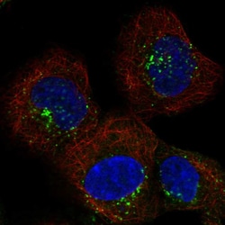 Invitrogen SNX2 Polyclonal Antibody 100 &mu;L; Unconjugated:Antibodies,