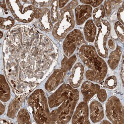 Invitrogen SNX2 Polyclonal Antibody 100 &mu;L; Unconjugated:Antibodies,