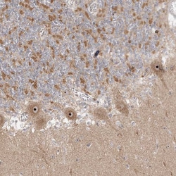 Invitrogen NCE2 Polyclonal Antibody 100 &mu;L; Unconjugated:Antibodies,