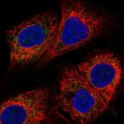 Invitrogen MICU1 Polyclonal Antibody 100 &mu;L; Unconjugated:Antibodies,
