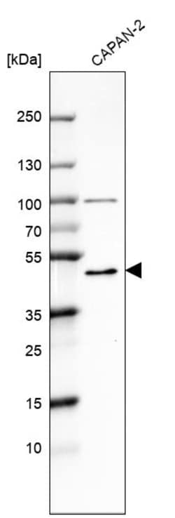 Invitrogen MICU1 Polyclonal Antibody 100 &mu;L | Buy Online | Invitrogen&trade; | Fisher Scientific
