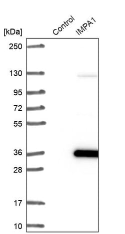 Invitrogen IMPA1 Polyclonal Antibody 100 &mu;L | Buy Online | Invitrogen&trade; | Fisher Scientific
