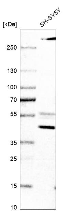Invitrogen AADAT Polyclonal Antibody 100 &mu;L; Unconjugated:Antibodies,